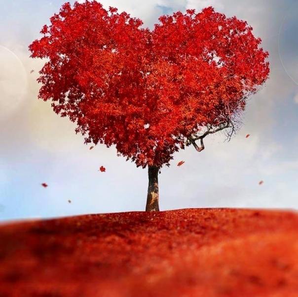 12523197_10153873998773817_4689197357848040670_n - Kopya